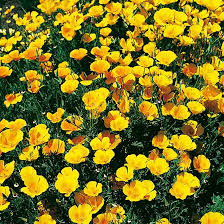 Yellow Eschscholtzia Flower Seeds for Planting – Heirloom, Non-GMO, Low Maintenance, High Germination Seeds