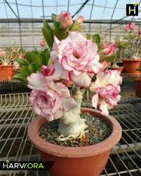 Pink White Simsii Bonsai Seeds for Planting – Heirloom, Non-GMO, Cut Flower Favorite, High Germination Seeds
