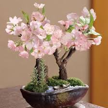 Pink White Simsii Bonsai Seeds for Planting – Heirloom, Non-GMO, Cut Flower Favorite, High Germination Seeds