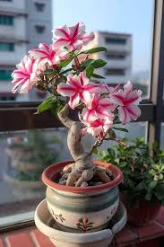 Pink White Simsii Bonsai Seeds for Planting – Heirloom, Non-GMO, Cut Flower Favorite, High Germination Seeds