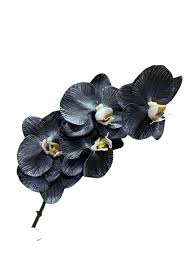 Black White Phalaenopsis Orchid Seeds for Planting – Heirloom, Non-GMO, Wildflower Mix, High Germination Rate