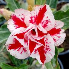 Red White Adenium Obesum Flower Seeds for Planting – Heirloom, Non-GMO, Premium Quality, High Germination Garden Seeds