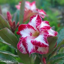 Red White Adenium Obesum Flower Seeds for Planting – Heirloom, Non-GMO, Premium Quality, High Germination Garden Seeds