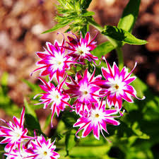 Twinkle Star Flower Seeds for Planting – Heirloom, Non-GMO, High Germination, Organic Garden Seeds for Borders