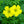 African Oxalis Flower Seeds for Planting – Heirloom, Non-GMO, High Germination, Organic Garden Seeds for Compact Growth