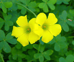 African Oxalis Flower Seeds for Planting – Heirloom, Non-GMO, High Germination, Organic Garden Seeds for Compact Growth