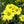 African Oxalis Flower Seeds for Planting – Heirloom, Non-GMO, High Germination, Organic Garden Seeds for Compact Growth