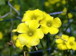 African Oxalis Flower Seeds for Planting – Heirloom, Non-GMO, High Germination, Organic Garden Seeds for Compact Growth