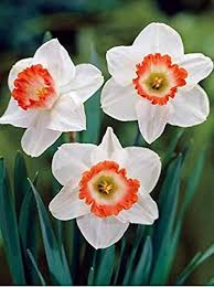 Dahlia Flower Seeds for Planting Red & White – Compact Growth, Heirloom & Non-GMO, High Germination Organic Garden Seeds