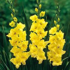Yellow White Gladiolus Flower Seeds for Planting – Heirloom, Non-GMO, High Germination Organic Garden Seeds