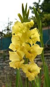 Yellow White Gladiolus Flower Seeds for Planting – Heirloom, Non-GMO, High Germination Organic Garden Seeds