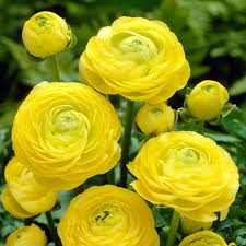 Yellow Ranunculus Flower Seeds for Planting – Heirloom, Non-GMO, Shade Tolerant, High Germination