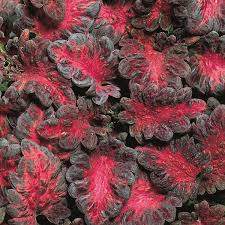 Black Pink Coleus Flower Seeds for Planting – Heirloom, Non-GMO, High Germination Organic Garden Se