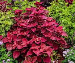 Red Dragon Coleus Flower Seeds for Planting – Heirloom, Non-GMO, Premium Quality, High Germination