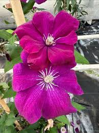 Violet Red Clematis Flower Seeds for Planting – Heirloom, Non-GMO, Bright Blooms, High Germination