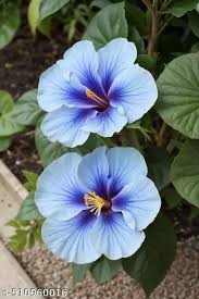 Blue White Hibiscus Flower Seeds for Planting – Heirloom, Non-GMO, Hardy Variety, High Germination