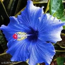 Blue White Hibiscus Flower Seeds for Planting – Heirloom, Non-GMO, Hardy Variety, High Germination
