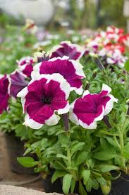Burgundy White Petunia Flower Seeds for Planting – Heirloom, Non-GMO, Perfect for Borders, High Germinationpcs