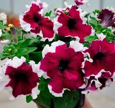 Burgundy White Petunia Flower Seeds for Planting – Heirloom, Non-GMO, Perfect for Borders, High Germinationpcs