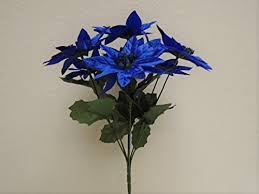 Deep Blue Poinsettia Flower Seeds for Planting – Heirloom, Non-GMO, Long Bloom Season, High Germination