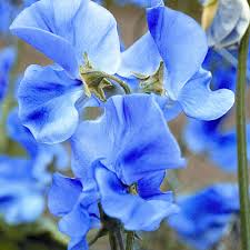 Light Blue Sweet Pea Flower Seeds for Planting – Heirloom, Non-GMO, Compact Growth, High Germination
