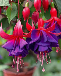 Pink Violet Fuchsia Hybrida Flower Seeds for Planting - Heirloom, Non-GMO, Drought Tolerant Organic Garden Seeds