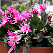 Mixed Schlumbergera Flower Seeds for Planting - Heirloom, Non-GMO, High Germination Organic Garden Seeds
