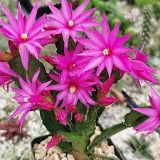 Mixed Schlumbergera Flower Seeds for Planting - Heirloom, Non-GMO, High Germination Organic Garden Seeds