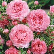 Baby Pink Ranunculus Flower Seeds for Planting - Heirloom, Non-GMO, High Germination Organic Garden Seeds