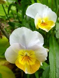 Yellow White Pansy Flower Seeds for Planting – Heirloom, Non-GMO, High Germination Organic Garden Seeds