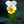 Yellow White Pansy Flower Seeds for Planting – Heirloom, Non-GMO, High Germination Organic Garden Seeds
