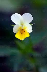 Yellow White Pansy Flower Seeds for Planting – Heirloom, Non-GMO, High Germination Organic Garden Seeds