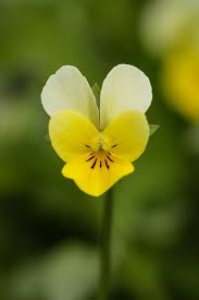 Yellow White Pansy Flower Seeds for Planting – Heirloom, Non-GMO, High Germination Organic Garden Seeds