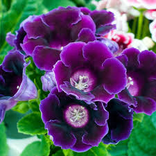 Deep Purple Gloxinia Flower Seeds for Planting – Heirloom, Non-GMO, High Germination Organic Garden Seeds