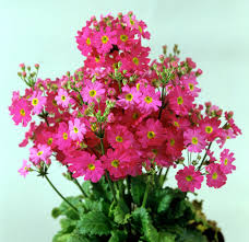 Pink Red Primula Malacoides Flower Seeds for Planting – Heirloom, Non-GMO, High Germination Organic Garden Seeds