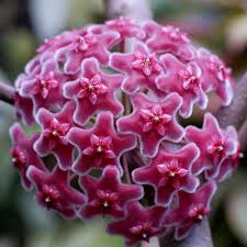 Purple Red Hoya Flower Seeds for Planting – Heirloom, Non-GMO, High Germination Organic Garden Seeds