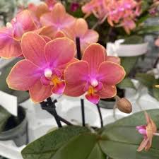 Orange Pink Phalaenopsis Orchid Seeds for Planting – Heirloom, Non-GMO, High Germination Organic Garden Seeds