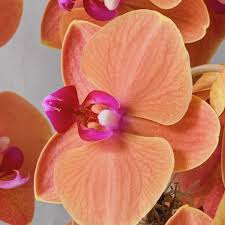 Orange Pink Phalaenopsis Orchid Seeds for Planting – Heirloom, Non-GMO, High Germination Organic Garden Seeds