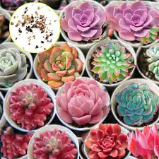 Mix Succulent Flower Seeds for Planting – Heirloom, Non-GMO, High Germination Organic Garden Seeds