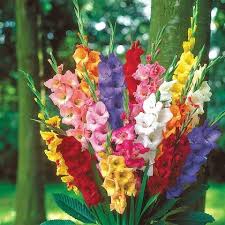 Multi Gladiolus Flower Seeds for Planting – Heirloom, Non-GMO, High Germination Organic Garden Seeds