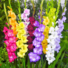 Multi Gladiolus Flower Seeds for Planting – Heirloom, Non-GMO, High Germination Organic Garden Seeds