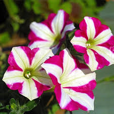 Thick Pink & White Petunia Flower Seeds for Planting – Heirloom, Non-GMO, High Germination Organic Garden Seeds