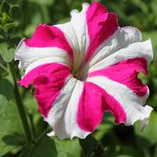 Thick Pink & White Petunia Flower Seeds for Planting – Heirloom, Non-GMO, High Germination Organic Garden Seeds