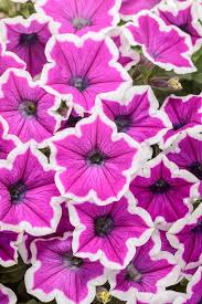 Thick Pink & White Petunia Flower Seeds for Planting – Heirloom, Non-GMO, High Germination Organic Garden Seeds