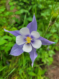 Blue Columbine Flower Seeds for Planting – Heirloom, Non-GMO, High Germination Organic Garden Seeds