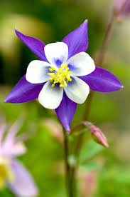 Blue Columbine Flower Seeds for Planting – Heirloom, Non-GMO, High Germination Organic Garden Seeds