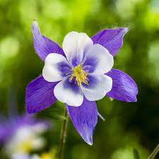 Blue Columbine Flower Seeds for Planting – Heirloom, Non-GMO, High Germination Organic Garden Seeds