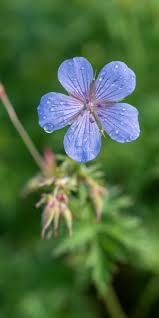 Sky Blue Univalve Geranium Seeds for Planting – Heirloom, Non-GMO, High Germination Organic Garden Seeds