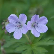 Sky Blue Univalve Geranium Seeds for Planting – Heirloom, Non-GMO, High Germination Organic Garden Seeds