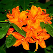 Orange Azalea Flower Seeds for Planting – Heirloom, Non-GMO, High Germination Organic Garden Seeds